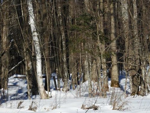 N8357 Down River Rd, Phillips, WI, 54555-6074 | Card Image