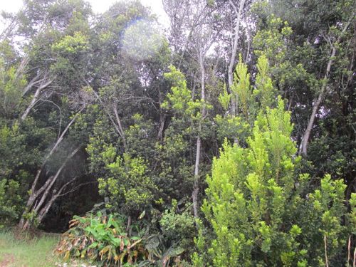99-7728 Pukeawe Pl, VOLCANO, HI, 96785 | Card Image