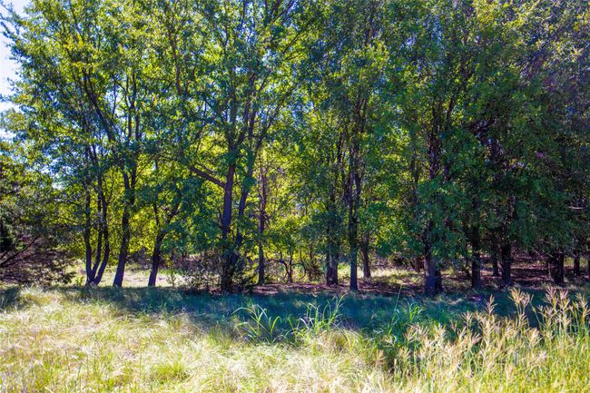 View of local wilderness | Image 33