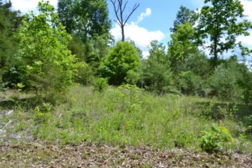 31.22ac Beauchamp Rd, Burkesville, KY, 42717 | Card Image