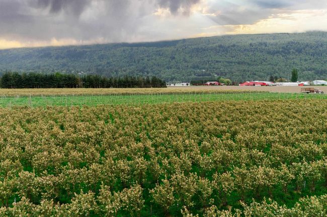 View of mountain backdrop featuring rural landscape and a forest | Image 6