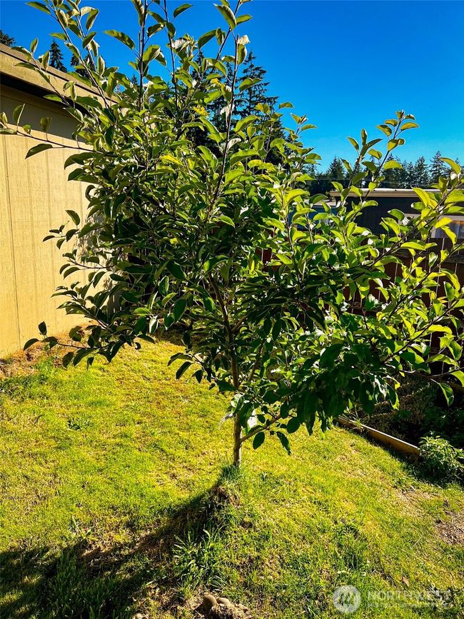 APT-15 - 1921 208 Th St E, House other with 1 bedrooms, 1 bathrooms and 2 parking in Spanaway WA | Image 25