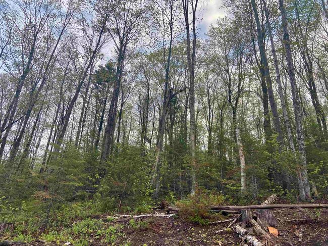 1180 Abbott Hill Rd, Home with 0 bedrooms, 0 bathrooms and null parking in West Burke VT | Image 30