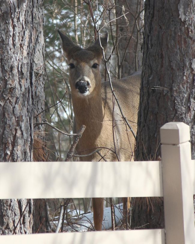 Deer Aplenty! | Image 48