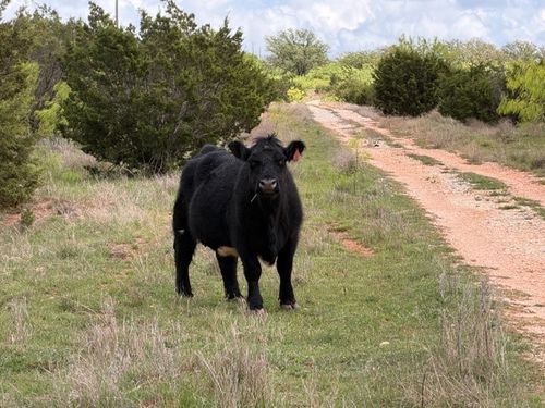 2221 Lemons Gap Rd, Ovalo, TX, 79541-2207 | Card Image