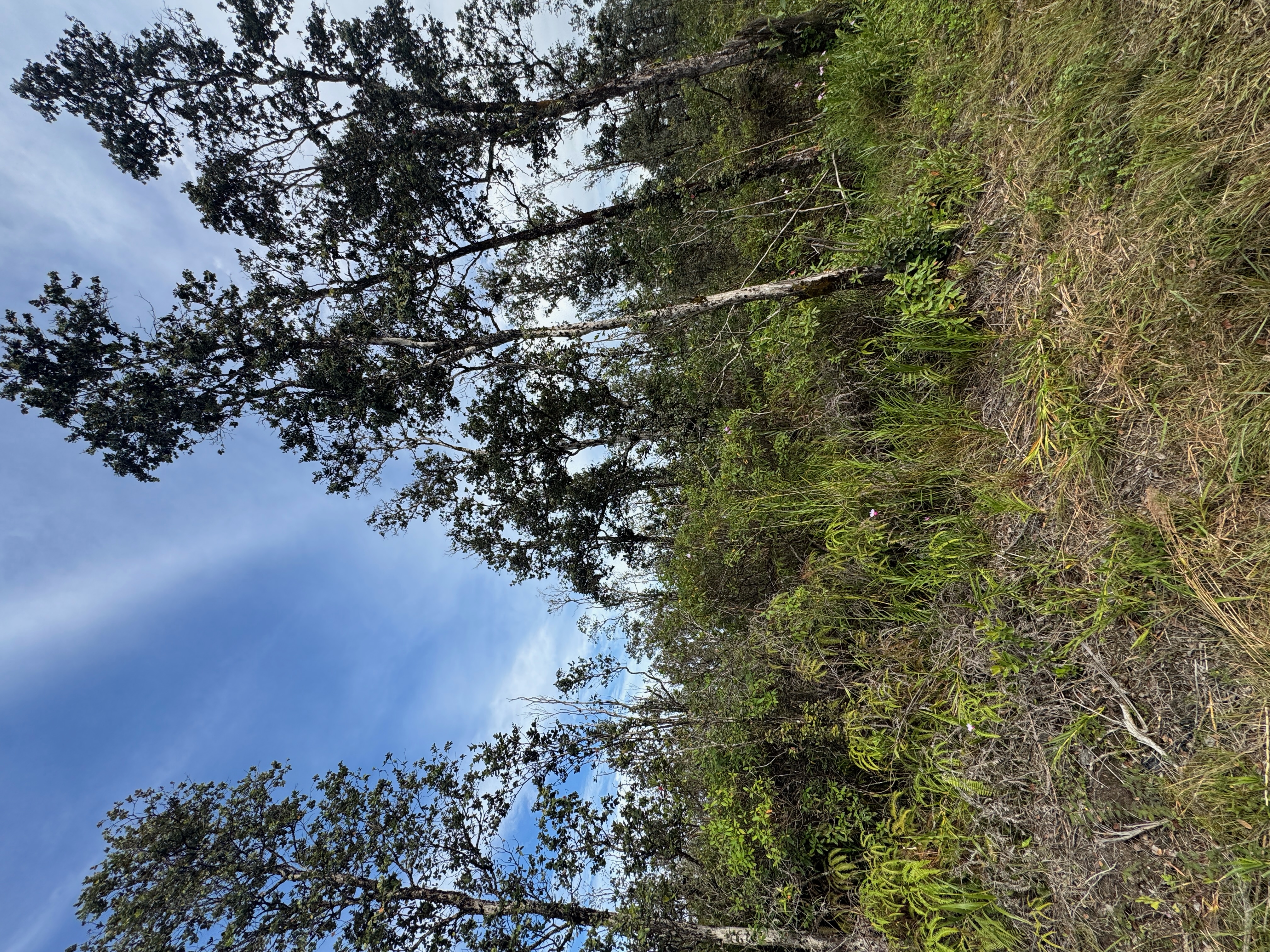 Land in Kurtistown 3