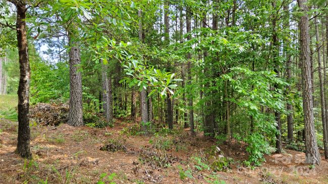 Left side of Lot 17~~ | Image 9