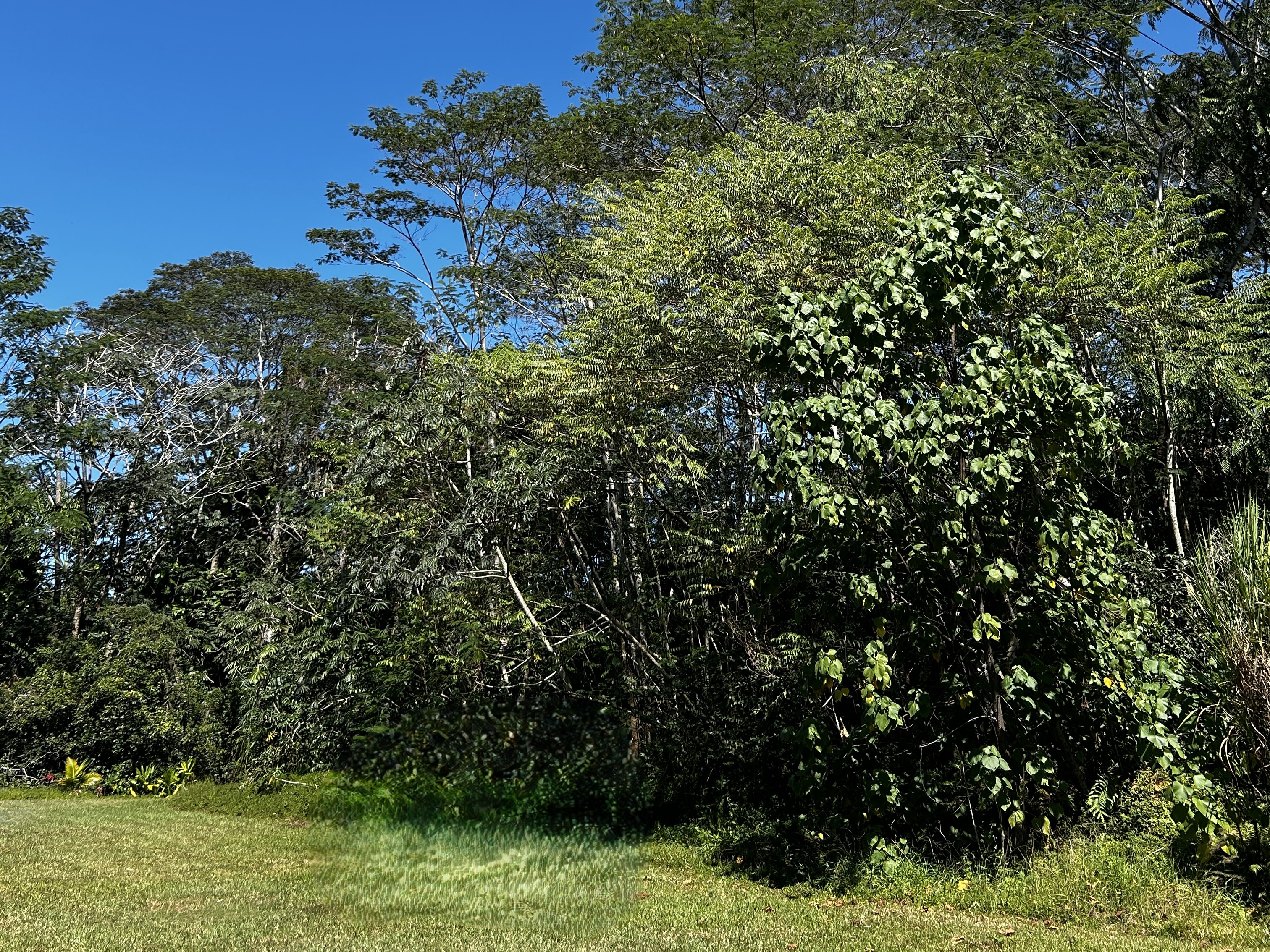 Land in Pahoa 3