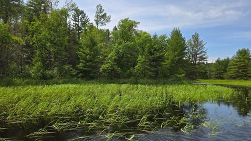 TBD 40 N Rollick Creek, Crane Lake, MN, 55725 | Card Image