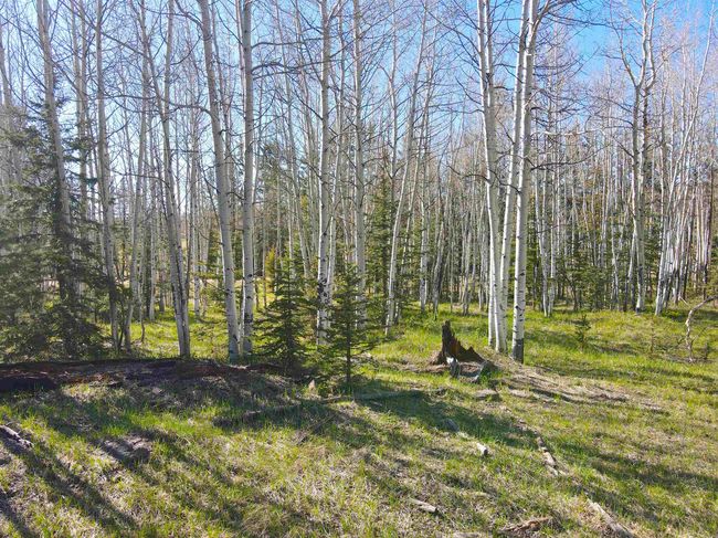 2 Acres Off Quail Ridge, Home with 0 bedrooms, 0 bathrooms and null parking in Angel Fire NM | Image 8