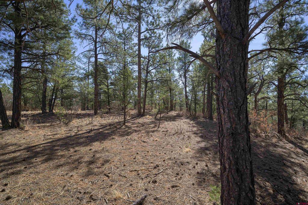 Land in Weston 5