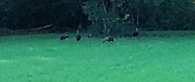 View of local turkeys | Image 40