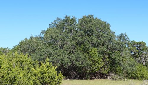 TBD 50 ACRES Wharton Dock Rd, Bandera, TX, 78003 | Card Image
