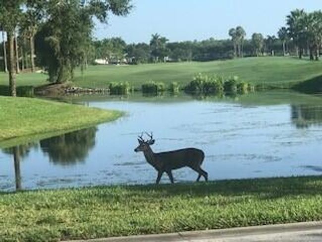 Cedar Hammock's wildlife | Image 21