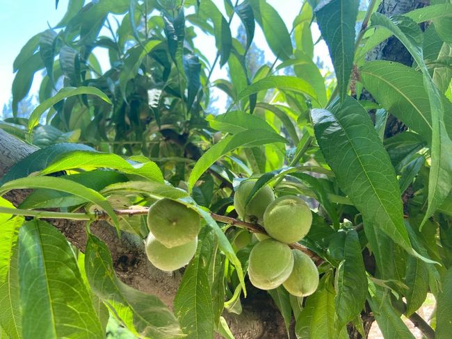 Peach cobbler anyone!? 6 peach trees! | Image 16