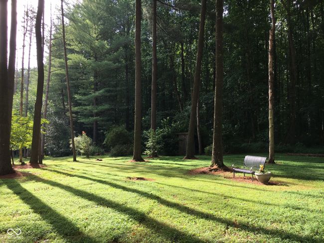 Towering Pines | Image 38