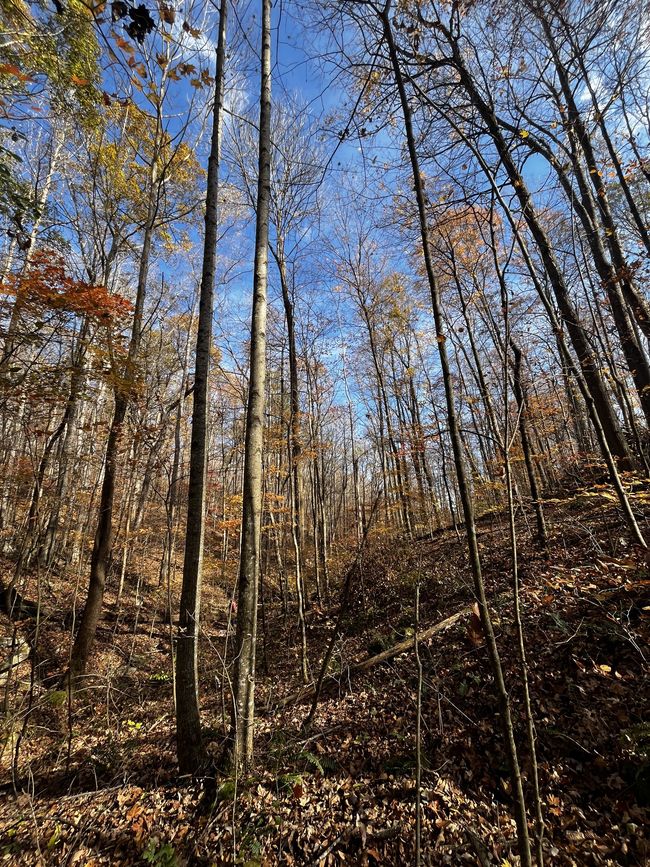 0 Northcutts Cove Rd, Home with 0 bedrooms, 0 bathrooms and null parking in Beersheba Springs TN | Image 27