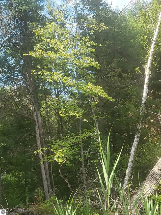 0 Vaughn Rd, Home with 0 bedrooms, 0 bathrooms and null parking in Hale MI | Image 5