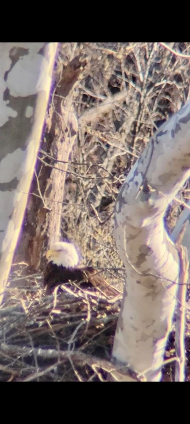 Eagle 2 | Image 33