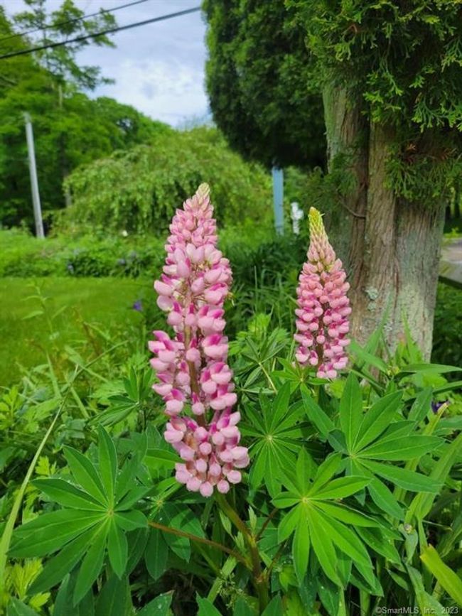 Just two of the wonderful Spring Flower in the Gardens at 94 Nut Plains Road | Image 33