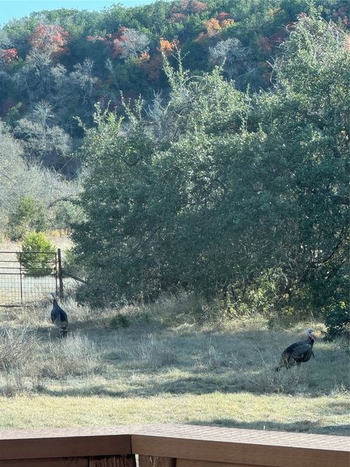 1441 Gatlin Creek Rd, Dripping Springs, TX, 78620-4967 | Card Image