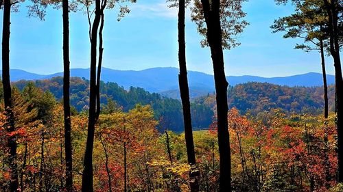 Lot 5 Gold Ridge Trail, Cherry Log, GA, 30522 | Card Image