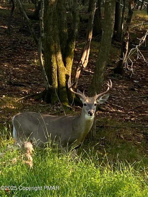 Lot 50 Sage Rd, Lake Harmony, PA, 18624 | Card Image