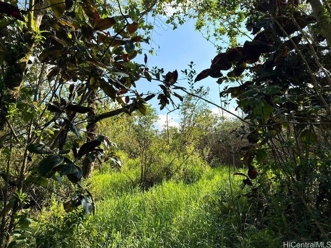 LOT-1-A-6 - 0 Pahoa Kalapana Road, Home with 0 bedrooms, 0 bathrooms and null parking in Pahoa HI | Image 4