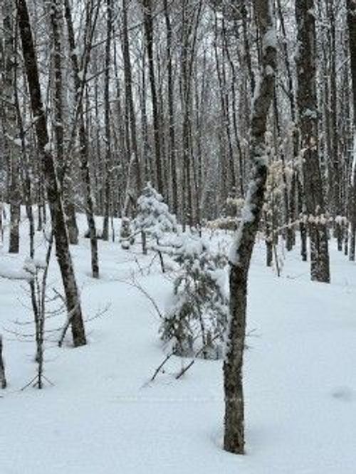 0 Providence Dr, Haliburton, ON, K0M1S0 | Card Image