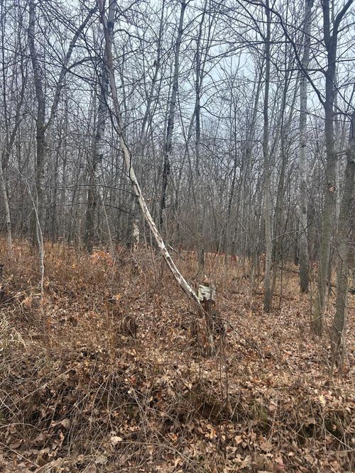 TBDx Golf Course Dr, Cushing Twp, MN, 56443 | Card Image