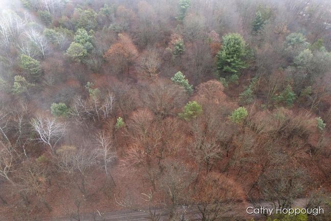 PARCEL-1 - V/L W Snows Lake Road, Home with 0 bedrooms, 0 bathrooms and null parking in Fenwick MI | Image 22