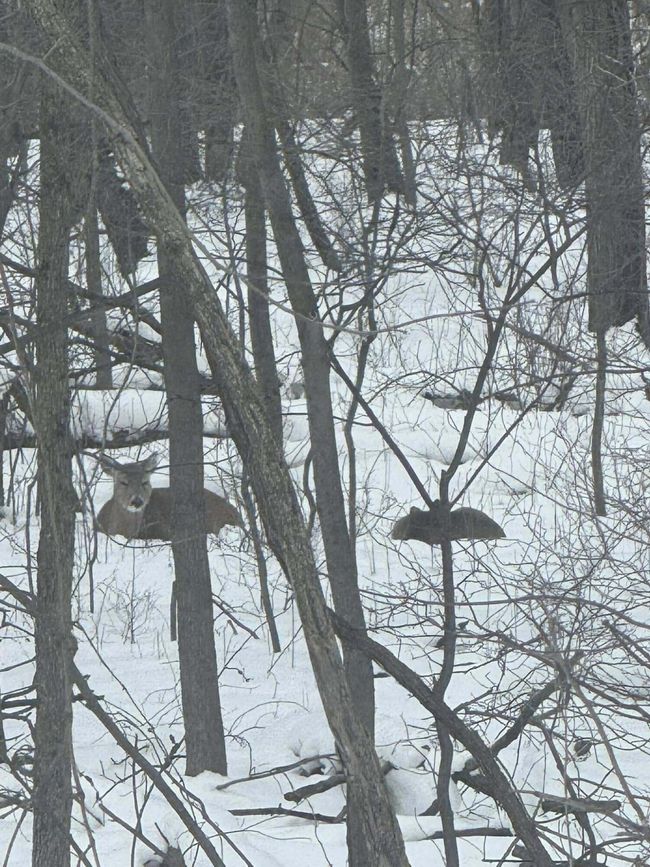 Croswell deer | Image 28