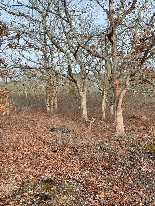 22 Bramble Path, West Tisbury, MA, 02575-5223 | Card Image