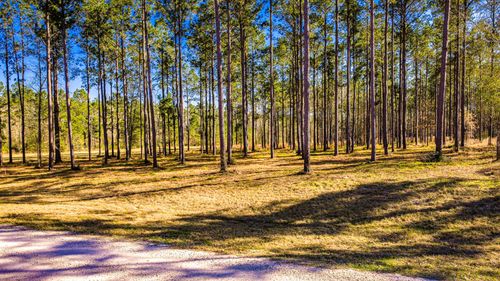 TBD Rolling Pines Dr, Livingston, TX, 77351 | Card Image