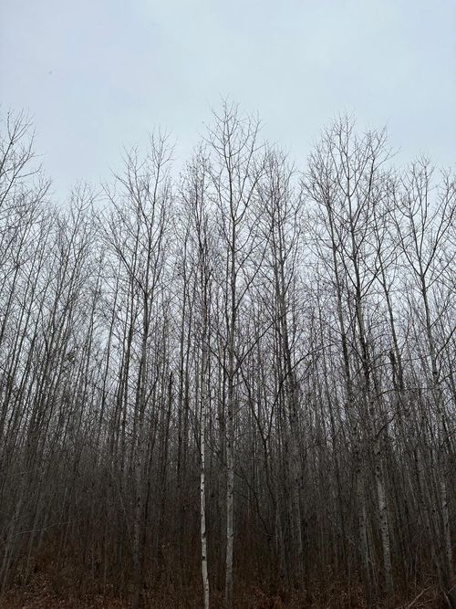 4067-i-ON Burrows Lake Rd, Tomahawk, WI, 54487 | Card Image