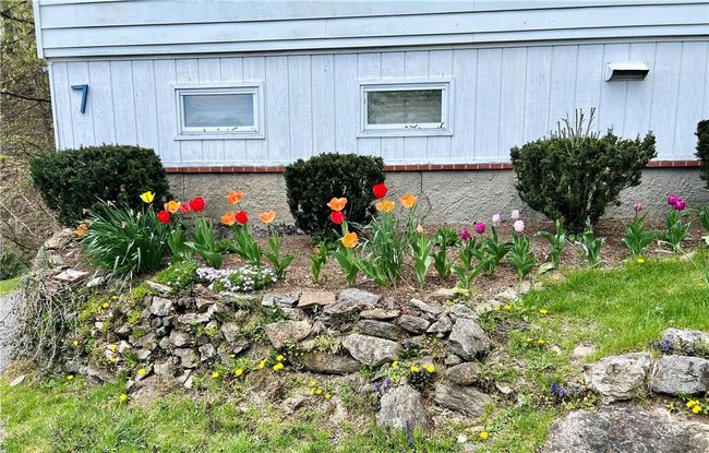 Spring Tulips | Image 32