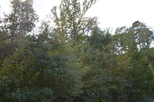 TBD Shady Grove Rd, Jefferson, TX, 75657 | Card Image