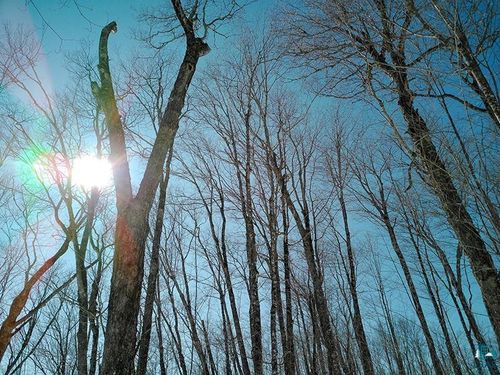 33 Hillside Trl, Lutsen, MN, 55612 | Card Image