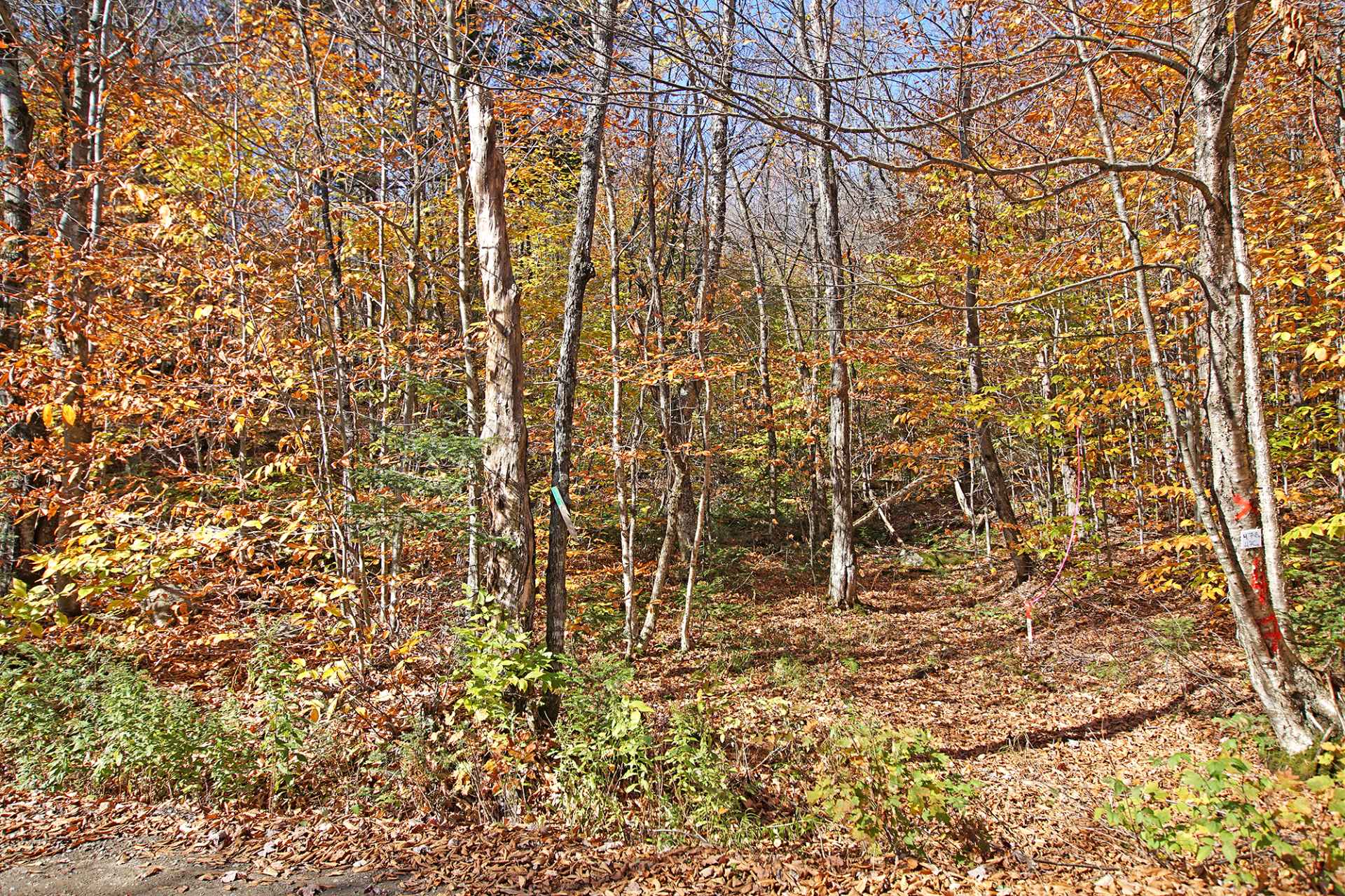 Land in Wentworth 4