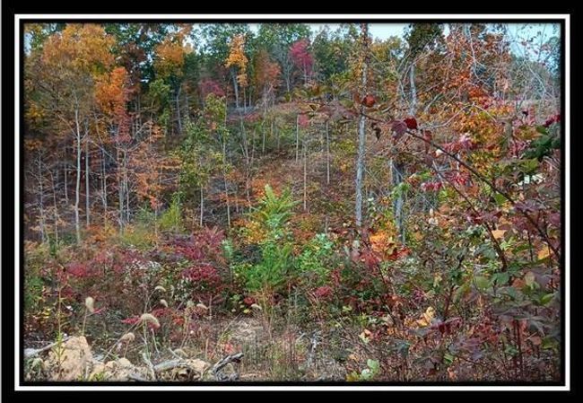 TRACT-1 - 34482 Huston Rd, Home with 0 bedrooms, 0 bathrooms and null parking in Radcliff OH | Image 30