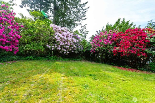 Mature Rhodes in bloom | Image 25