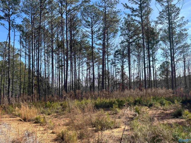 1262 Steel Plant Lake Rd, House other with 3 bedrooms, 2 bathrooms and null parking in Altoona AL | Image 7