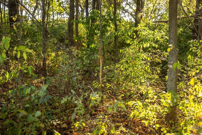 Lot 12 Nora Dodge Dr, Home with 0 bedrooms, 0 bathrooms and null parking in Peculiar MO | Image 44