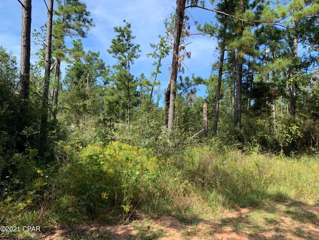 0000 Drury Ln, Home with 0 bedrooms, 0 bathrooms and null parking in Alford FL | Image 5