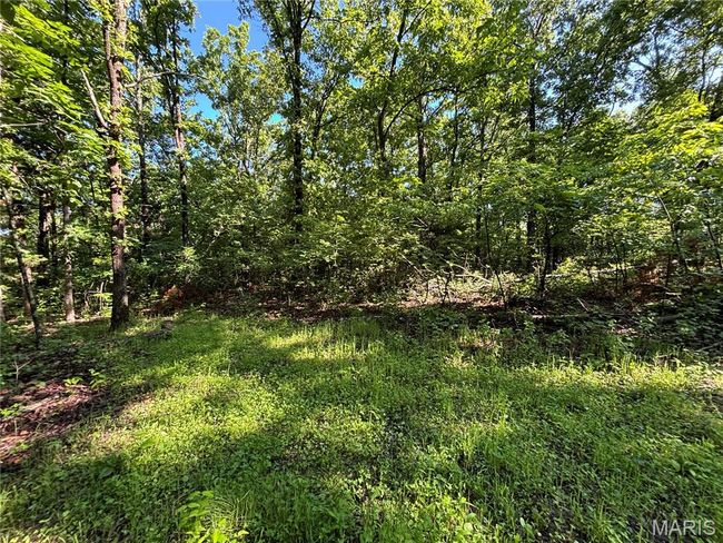 View of local wilderness | Image 21