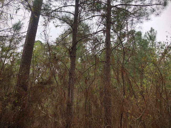 View of nature with a view of trees | Image 4