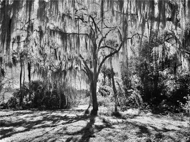 Stunning Oak Trees | Image 19