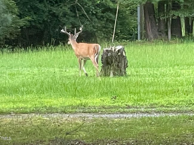 Wildlife | Image 52