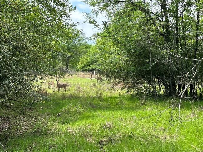View of undeveloped land | Image 5