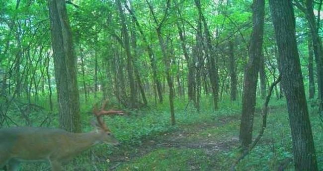View of nature featuring a forest view | Image 37